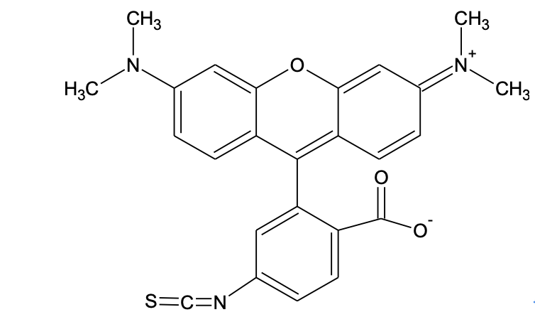 6-TRITC; R isomer [Tetramethylrhodamine-6-isothiocyanate]