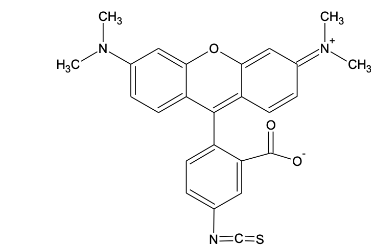 5-TRITC; G isomer [Tetramethylrhodamine-5-isothiocyanate]