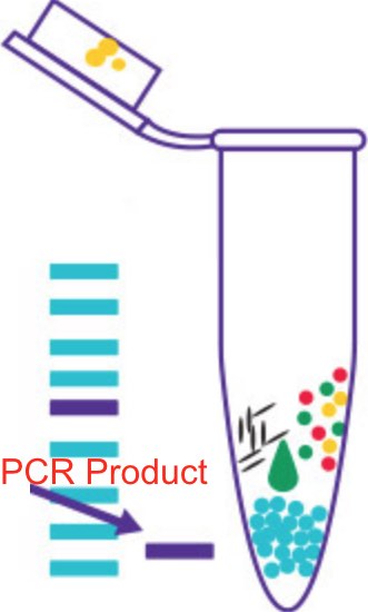  实时荧光定量PCR试剂盒及染料
