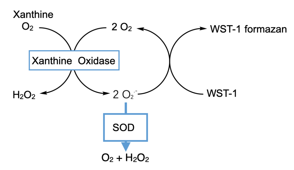 超氧化物歧化酶SOD活性检测试剂盒(～WST-1法)