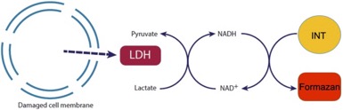 乳酸脱氢酶细胞毒性检测试剂盒(LDH Cytotoxicity Assay Kit)