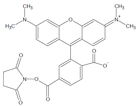 6-TAMRA, SE [6-Carboxytetramethylrhodamine, succinimidyl ester] *Single isomer*