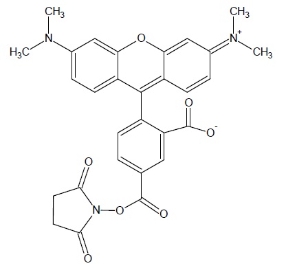 5-TAMRA, SE [5-Carboxytetramethylrhodamine, succinimidyl ester] *Single isomer* 