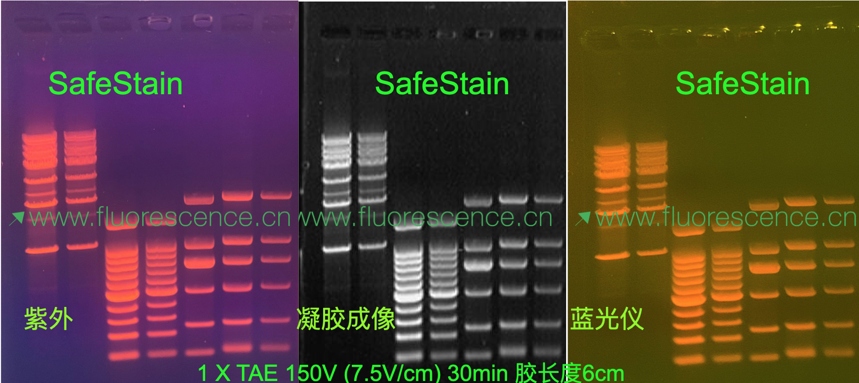第四代核酸染料SafeStain®同时适用紫外成像仪/激光成像仪和蓝光仪,Page胶肉眼可观测