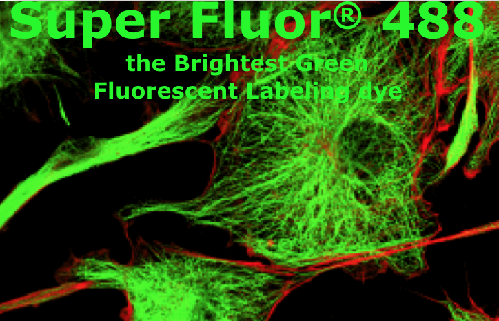 SuperFluor 488 Phalloidin标记鬼笔环肽  Actin-Tracker Green-488 (微丝绿色荧光探针)