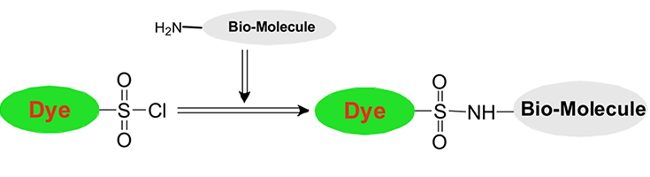 Labeling carboxy Group