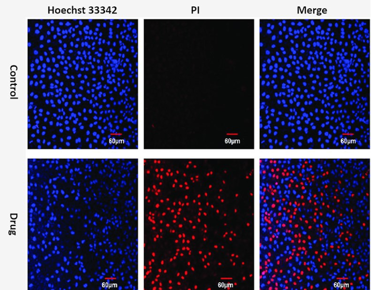 Hoechst33342/PI双染试剂盒