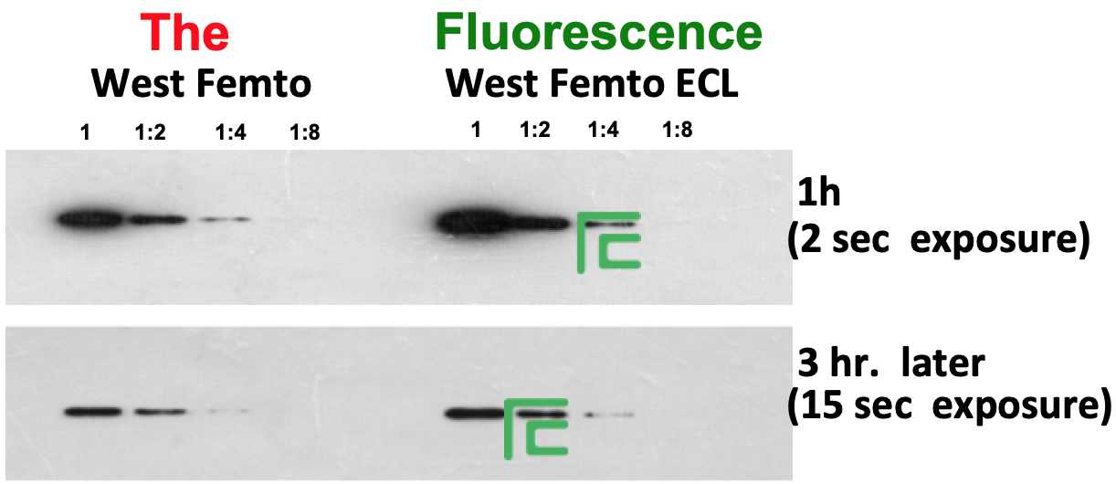 Femto ECL Western Blotting Substrate